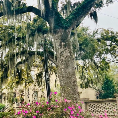 Just bringing some of Savannah’s beautiful Spanish Moss to your feed on this Monday afternoon!